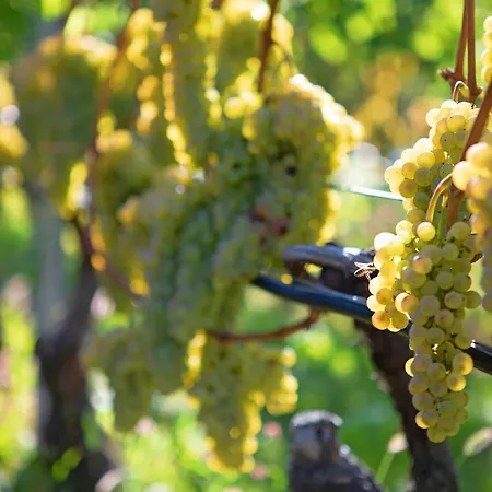 La Vigne De Papagran App6 Apartmán