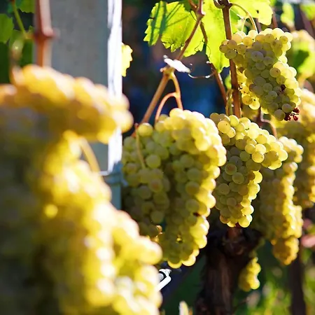 La Vigne De Papagran App6 Aosta
